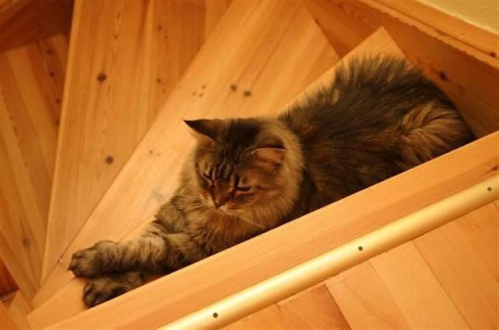 Maine Coon Luffe - Min trappe og mit trin..Her ligger jeg! billede 8
