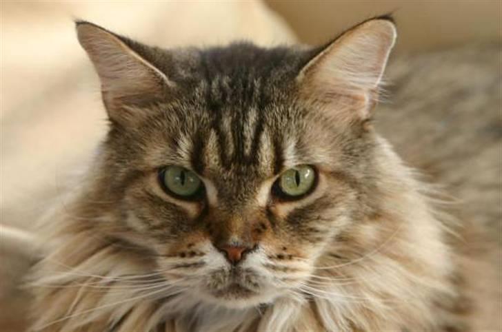 Maine Coon Luffe - Smukt Hoved! billede 9