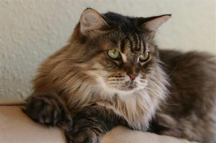 Maine Coon Luffe - Smukke Luffe! billede 10