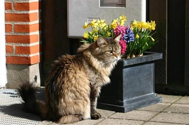 Maine Coon Luffe - Luffe og hans elskede blomster! billede 11