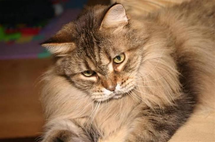 Maine Coon Luffe - En bamse lige til at kramme billede 12