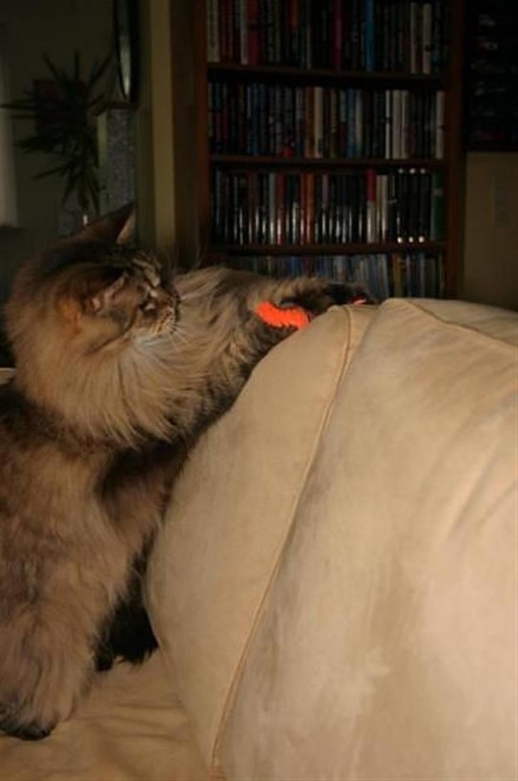 Maine Coon Luffe - Den tager jeg! billede 13