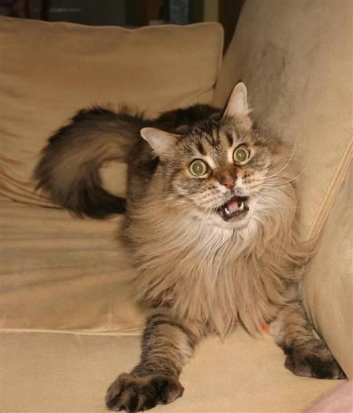 Maine Coon Luffe - WoW den der orange en smager godt! billede 14