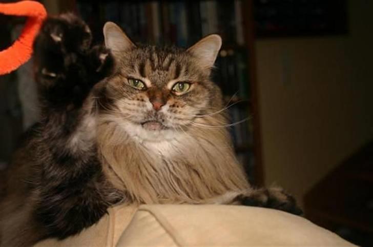 Maine Coon Luffe - Fanget! billede 15