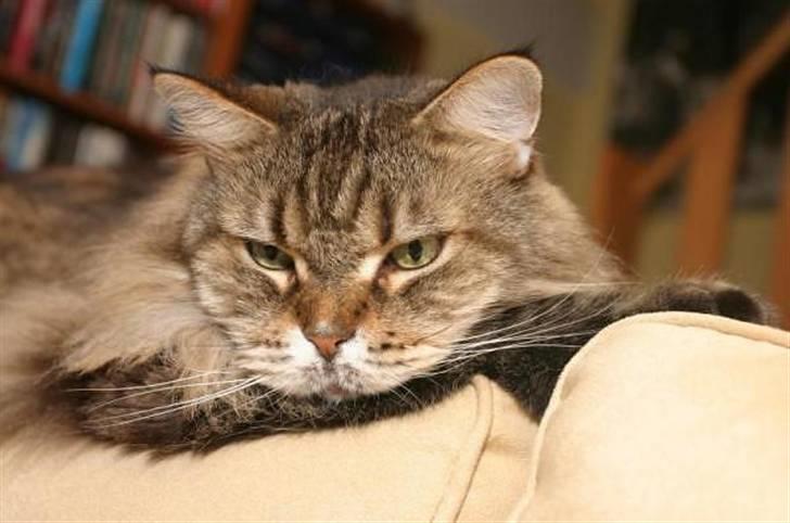 Maine Coon Luffe - Jeg tager lige en slapper! billede 16