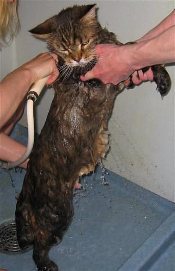 Maine Coon Luffe - ÆÆÆÆV et bad jeg hader at blive vasket! billede 17