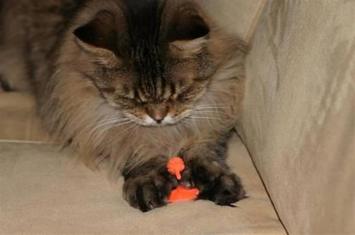 Maine Coon Luffe - Nu æder jeg dig, mærkelige dims! XD billede 18