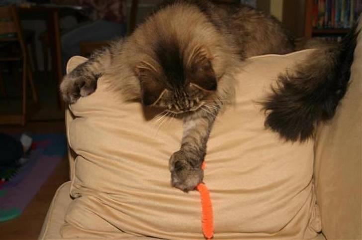 Maine Coon Luffe - Du skal ikke prøve på at slippe væk! billede 19