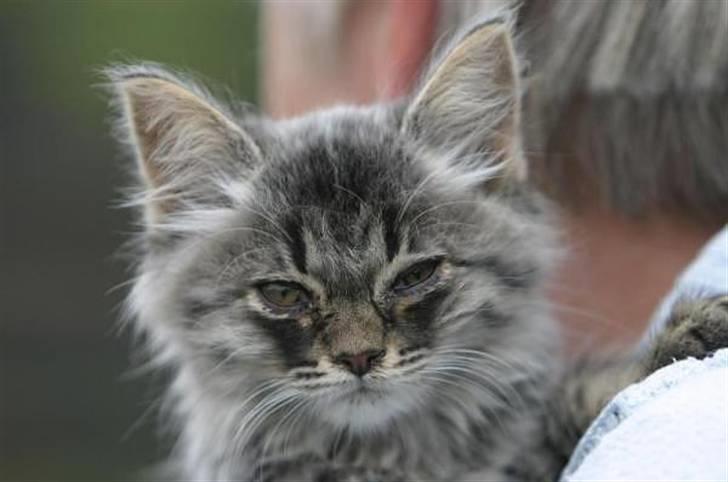 Maine Coon Luffe - Luffe som killing! billede 20