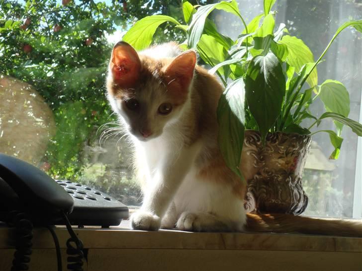 Huskat  * (¯`'BUGGE'´¯) * billede 1