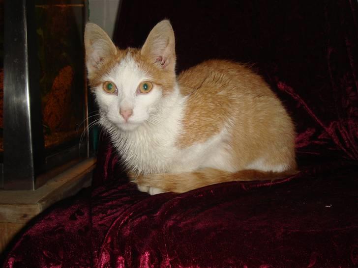 Huskat  * (¯`'BUGGE'´¯) * billede 2