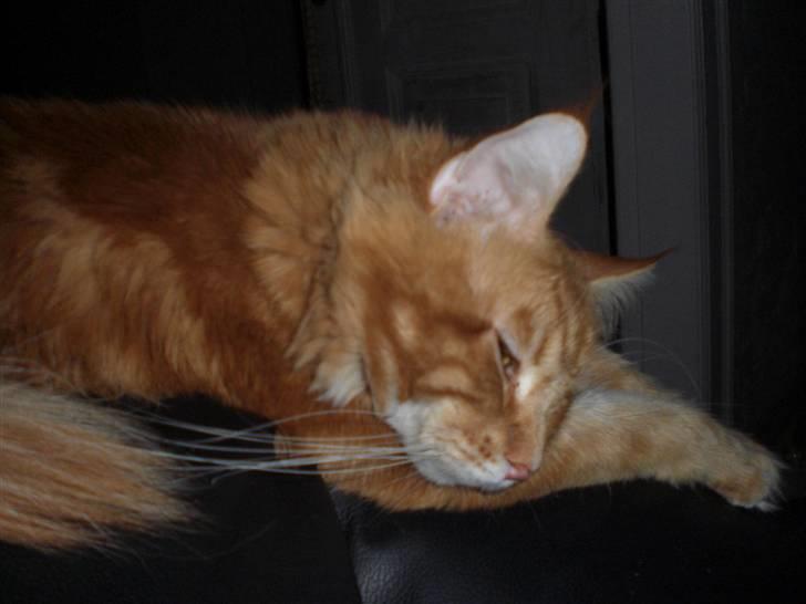 Maine Coon Fiona billede 1