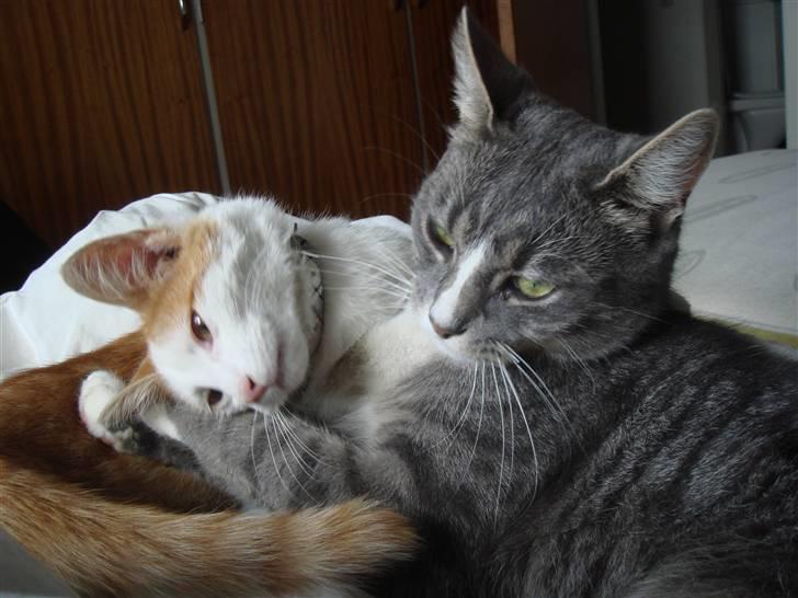 Huskat  * (¯`'BUGGE'´¯) * billede 3