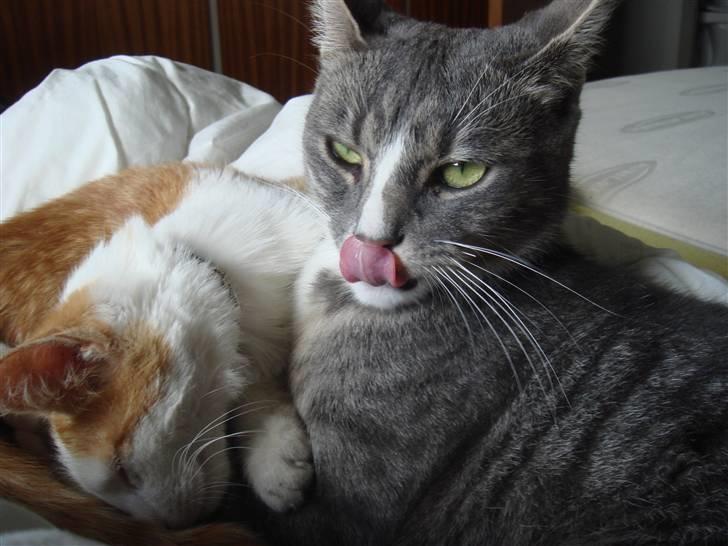 Huskat  * (¯`'BETTE MIS'´¯) * billede 10