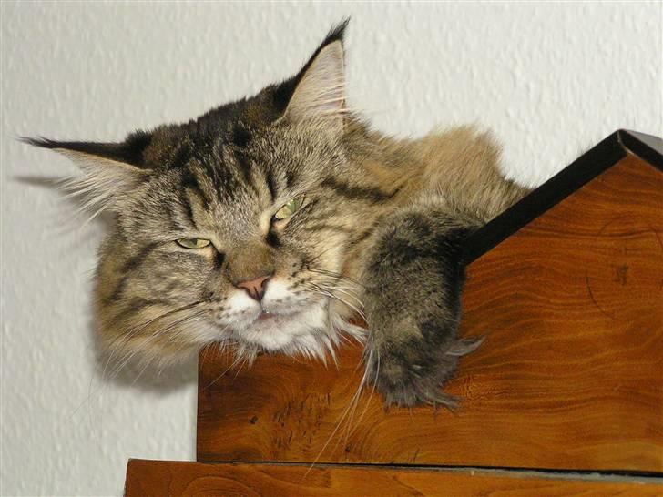 Maine Coon DK-Findus Aninna (Ninzen) - Det er sjovet at ligge helt opppe ved loftet, 2 meter oppe over gulvet... billede 11