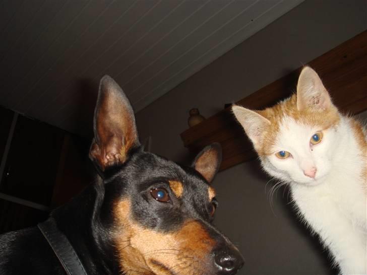 Huskat  * (¯`'BUGGE'´¯) * billede 4