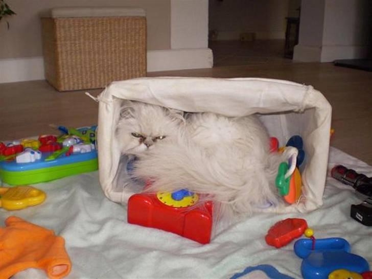 Perser Luna (¤ R.I.P ¤) billede 20