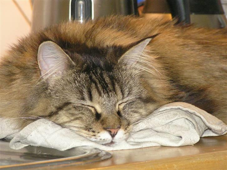 Maine Coon DK-Findus Aninna (Ninzen) - En lille lur på køkkenbordet kan aldrig skade vel?? Lå man lidt i vejen?  billede 12