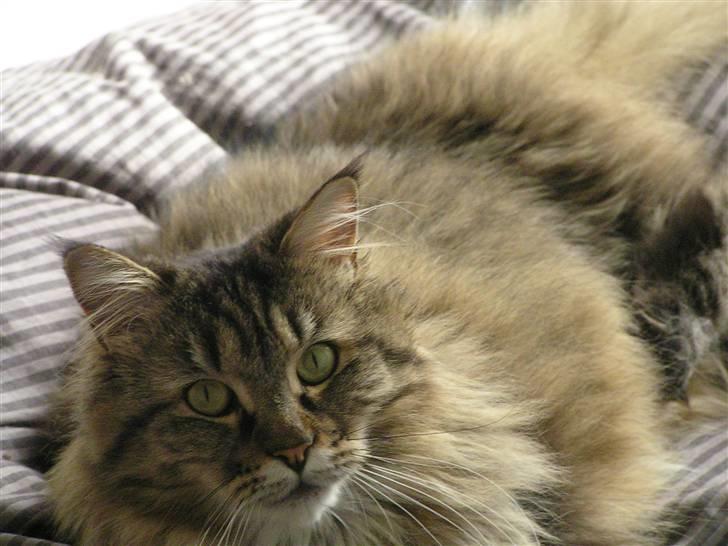 Maine Coon DK-Findus Aninna (Ninzen) - Nu ved jeg hvorfor jeg altid har kattehår i sengen!  billede 13