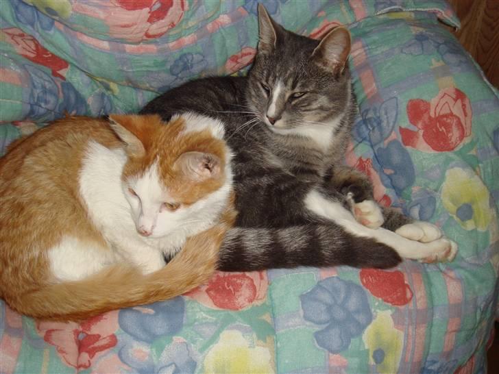 Huskat  * (¯`'BETTE MIS'´¯) * billede 11