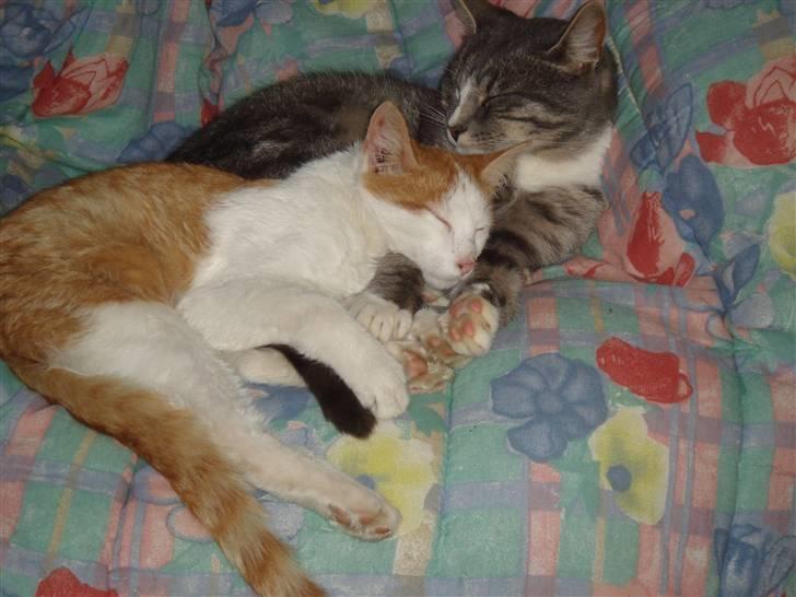 Huskat  * (¯`'BUGGE'´¯) * - Bette Mis og jeg er blevet ret gode venner billede 5