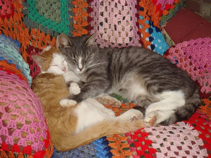 Huskat  * (¯`'BUGGE'´¯) * billede 6