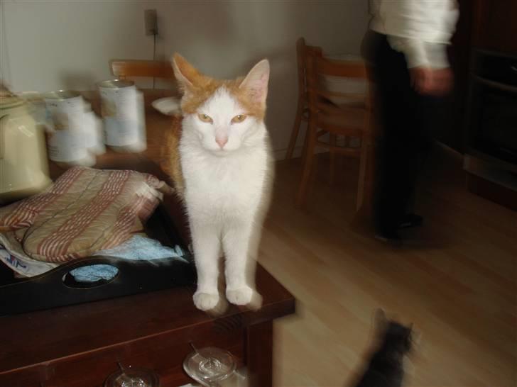 Huskat  * (¯`'BUGGE'´¯) * - Nogle gange får man bare lyst til at lukke hele verden ude... billede 7