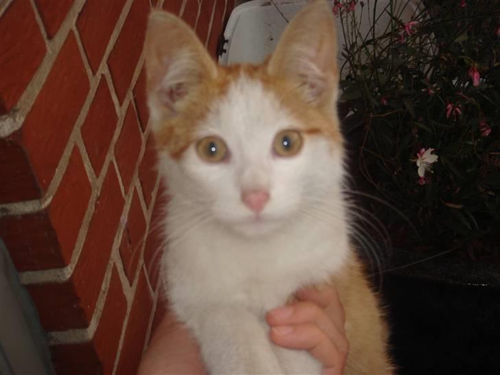 Huskat  * (¯`'BUGGE'´¯) * billede 8