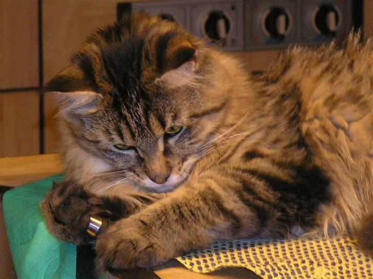 Maine Coon DK-Findus Aninna (Ninzen) - Jeg har fundet noget, gadvide hvad man bruger det til? billede 14