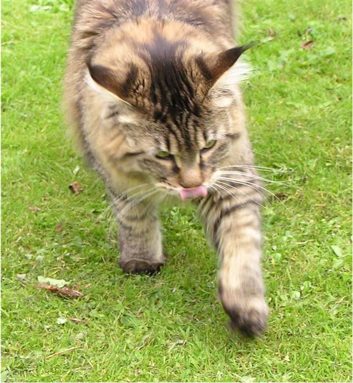 Maine Coon DK-Findus Aninna (Ninzen) - Om jeg vil så stille? Nej, har kommer jeg, og det skal du bare ikke lave om på! billede 15