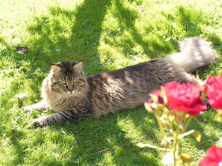 Maine Coon DK-Findus Aninna (Ninzen) - En smuk blomst på et smukt billed, med en dejlig kat på ;P... billede 16