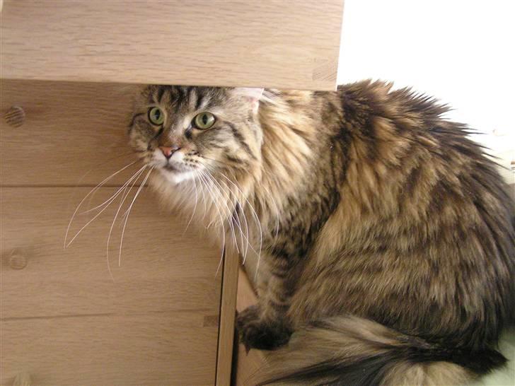 Maine Coon DK-Findus Aninna (Ninzen) - Her er vi lige flyttet, så alt var lidt farligt ;P... billede 17