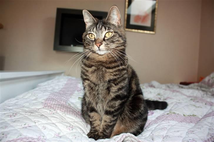 Huskat Hermione R.I.P min pige - 04/05-09 - Velkommen til min lille prinsesses profil :) billede 1