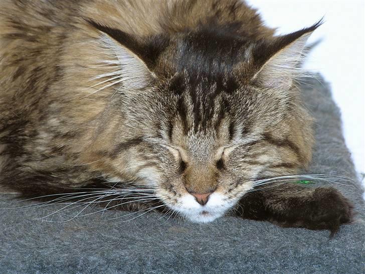 Maine Coon DK-Findus Aninna (Ninzen) - Så sidder vi her..  billede 18