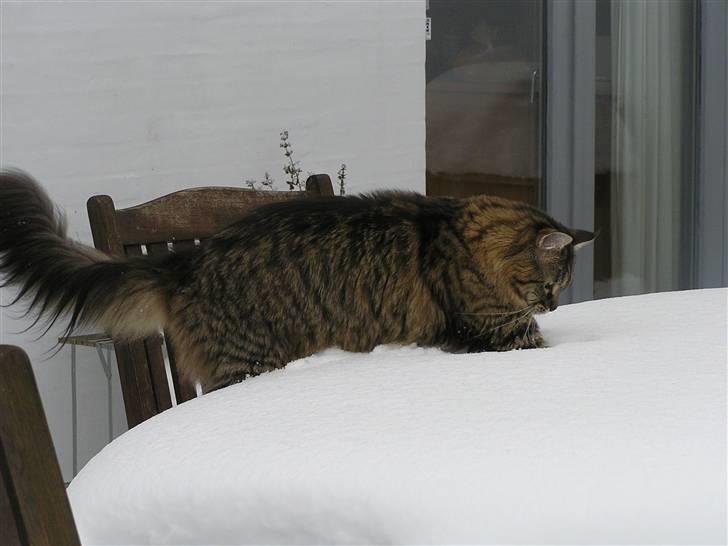 Maine Coon DK-Findus Aninna (Ninzen) - Den første gang i sneen. Man hvor var det dog spændene... billede 19