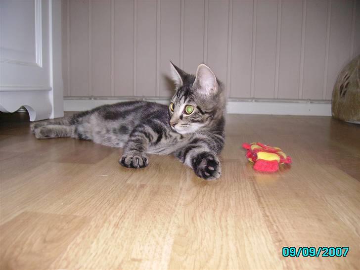 Huskat Hermione R.I.P min pige - 12/10-07 - Hun har lige leget med fisken der ligge ved hende, den skulle have nogle klø, hehe. Herman ligger under sengen og holder lidt øje billede 2