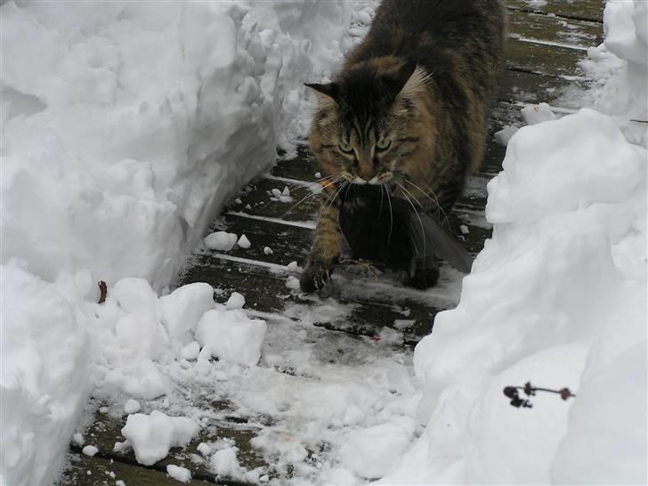 Maine Coon DK-Findus Aninna (Ninzen) - Nu er der en solsort mindre i verdenen. Hoved faldt af, da vi skulle smide den ud (Bvadr..)  billede 20
