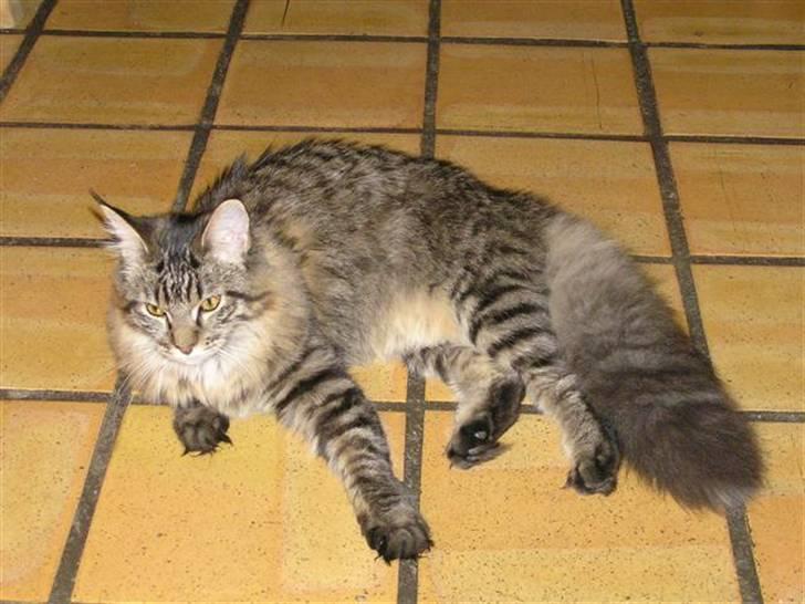 Maine Coon DK-Findus Amelia - Molly hjemme ved min far, før mine forældre blev skilt... billede 7