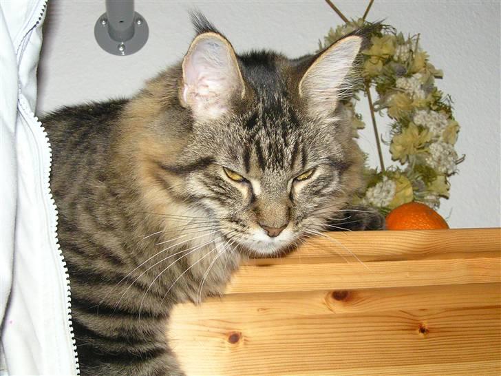 Maine Coon DK-Findus Amelia - Molly tager lige en slapper billede 8