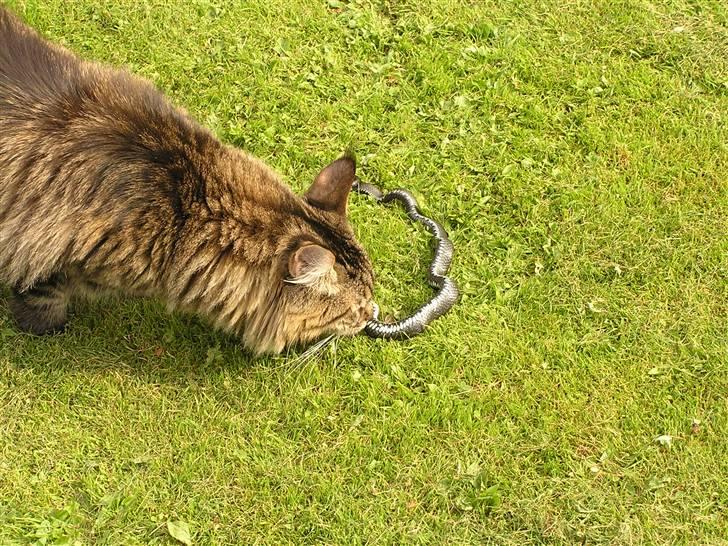 Maine Coon DK-Findus Amelia - Molly og hendes søster havde fanget en sno. Her leger Molly med den... billede 9