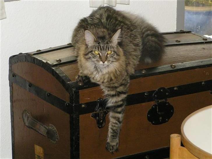 Maine Coon DK-Findus Amelia - Og her hænger vi så...  billede 10