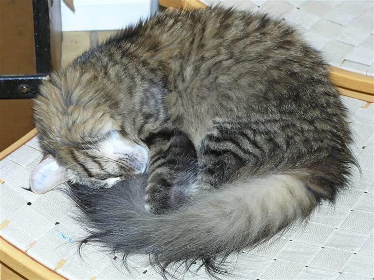 Maine Coon DK-Findus Amelia - Stille kan man ligge. Fantastisk ikke?? billede 11