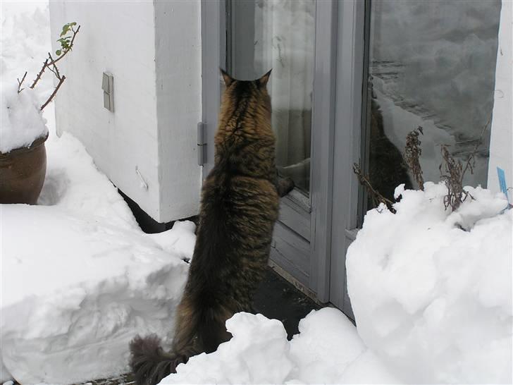 Maine Coon DK-Findus Amelia - NU fryser jeg, og sneen er våd.. billede 12