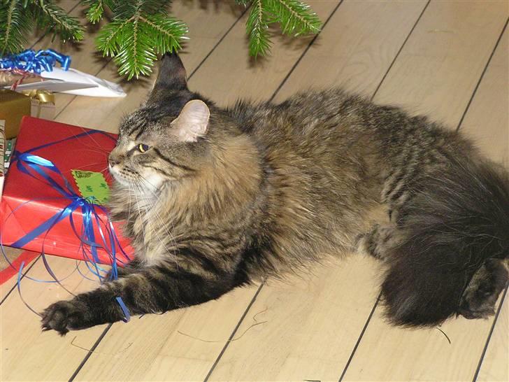 Maine Coon DK-Findus Amelia - Er nogen af dem her til mig... Om jeg leger pakke? Nej...  billede 13