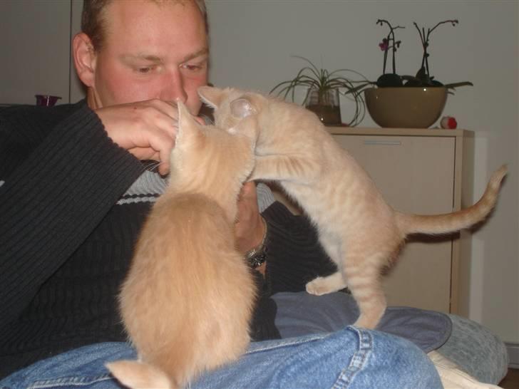 Blanding af racer Holger - Holger og hans bror Felix elsker kattebider, det er Holger med ryggen til billede 6