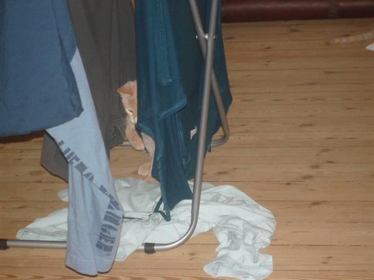 Blanding af racer Holger - Holger er flink til at hjælpe,,,,her hjælper han med at få vasketøjet ned.... billede 7