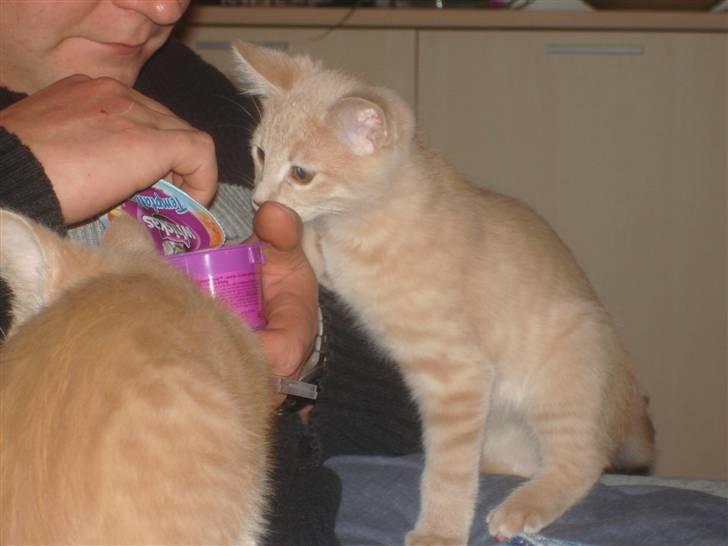 Blanding af racer Felix - uhhh det må gerne gå lidt hurtigere med at få de kattebider ud af æsken.... billede 6