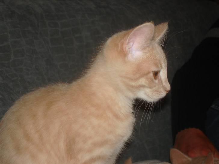 Blanding af racer Felix - Her sidder han og troner...han er lidt af en konge... billede 7