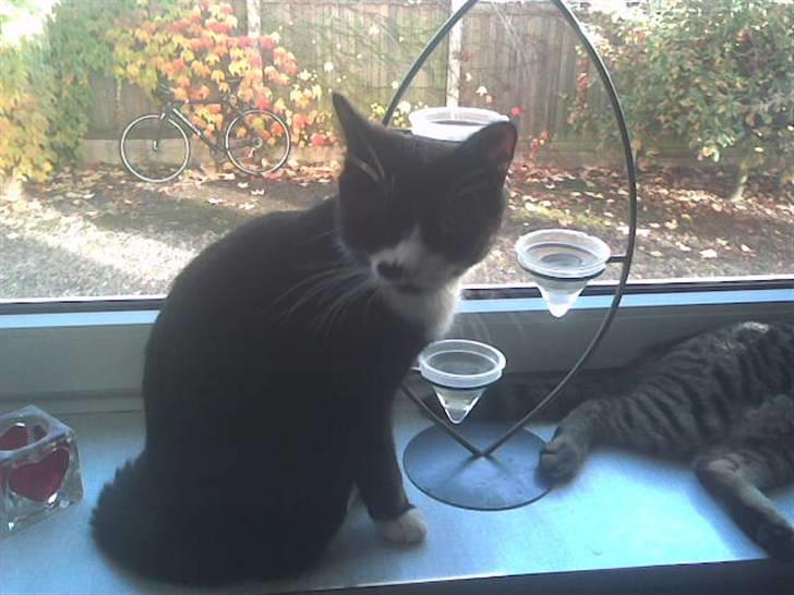 Huskat Miv billede 2