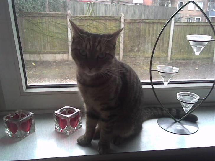 Huskat Banditten - R.I.P billede 1